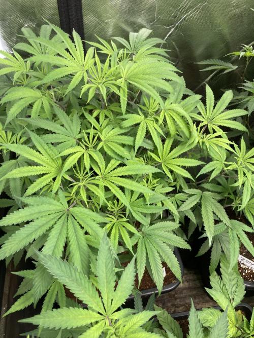 BTY47 x Manna Mountain (ttowncultivator). Week 9