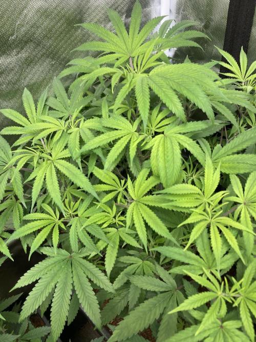 BTY47 x Manna Mountain (ttowncultivator). Week 9