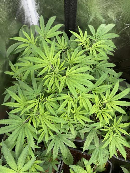 BTY47 x Manna Mountain (ttowncultivator). Week 9