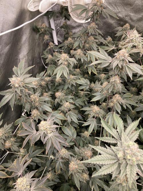 Rainbow Gelato Clones (Wizard Trees). Week 8