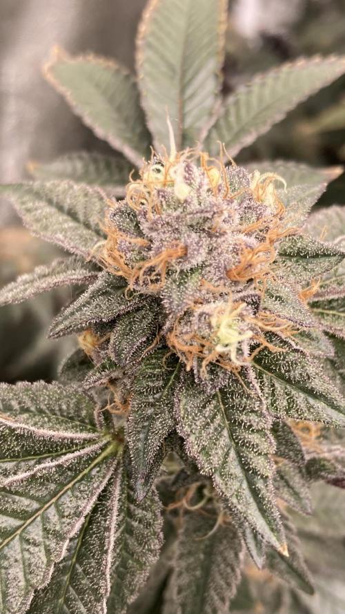 Rainbow Gelato Clones (Wizard Trees). Week 8