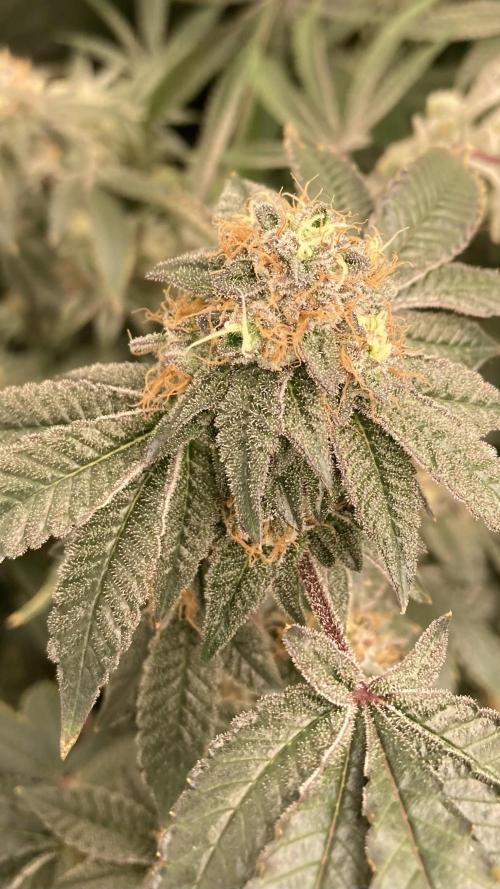 Rainbow Gelato Clones (Wizard Trees). Week 8