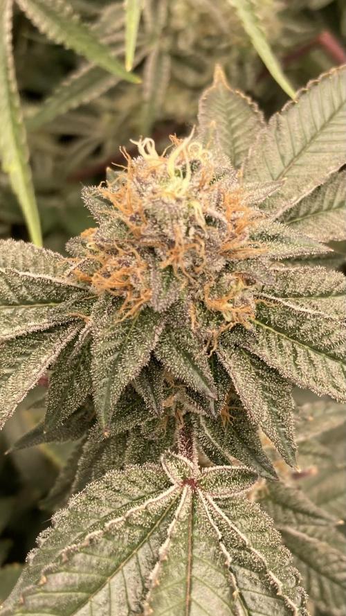 Rainbow Gelato Clones (Wizard Trees). Week 8