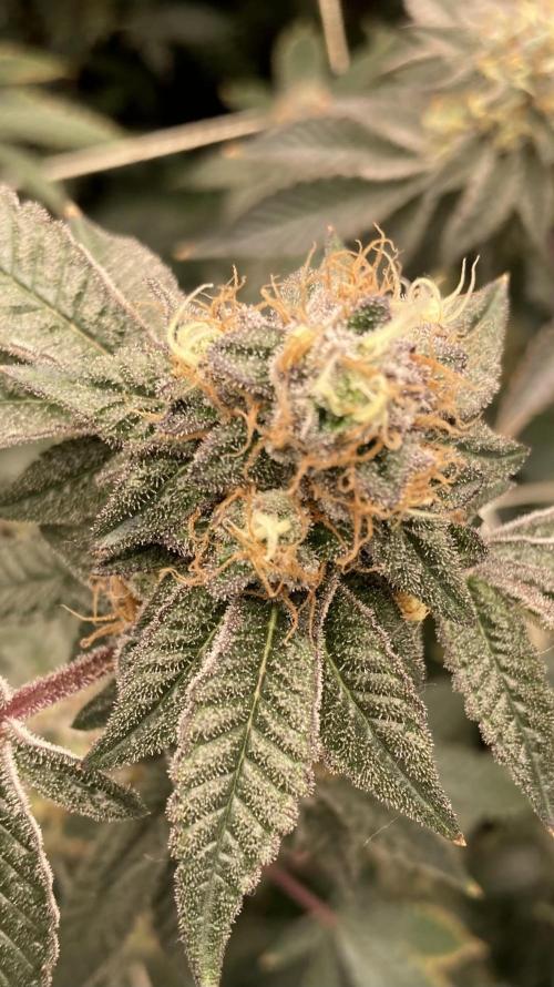 Rainbow Gelato Clones (Wizard Trees). Week 8