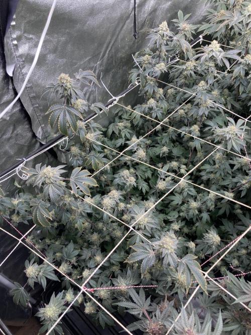 Rainbow Gelato Clones (Wizard Trees). Week 8