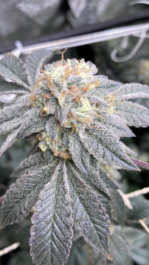 Rainbow Gelato Clones (Wizard Trees). Week 8