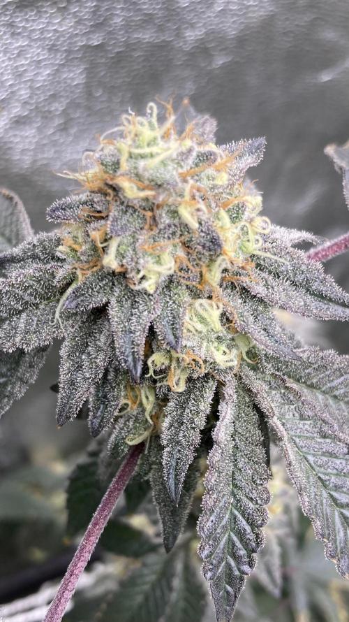 Rainbow Gelato Clones (Wizard Trees). Week 8