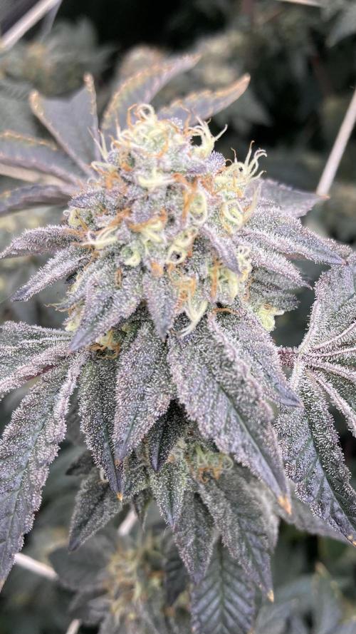 Rainbow Gelato Clones (Wizard Trees). Week 8
