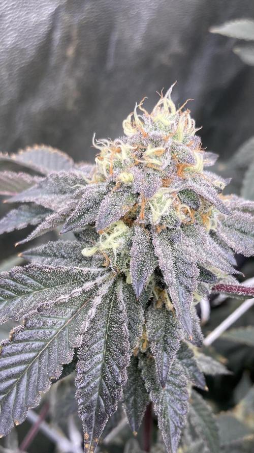 Rainbow Gelato Clones (Wizard Trees). Week 8
