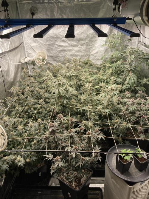 PLATINUMZ#2&3 Clones (In House Genetics). Week 8