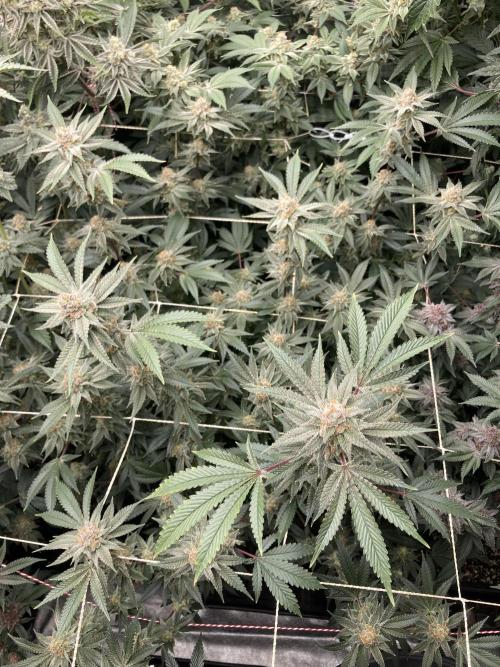 PLATINUMZ#2&3 Clones (In House Genetics). Week 8