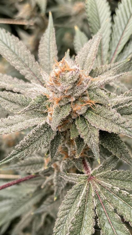 PLATINUMZ#2&3 Clones (In House Genetics). Week 8