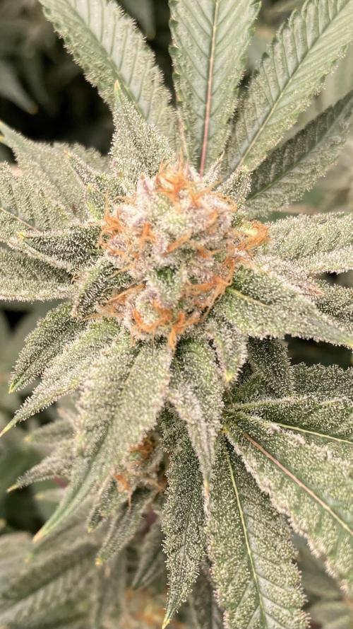 PLATINUMZ#2&3 Clones (In House Genetics). Week 8