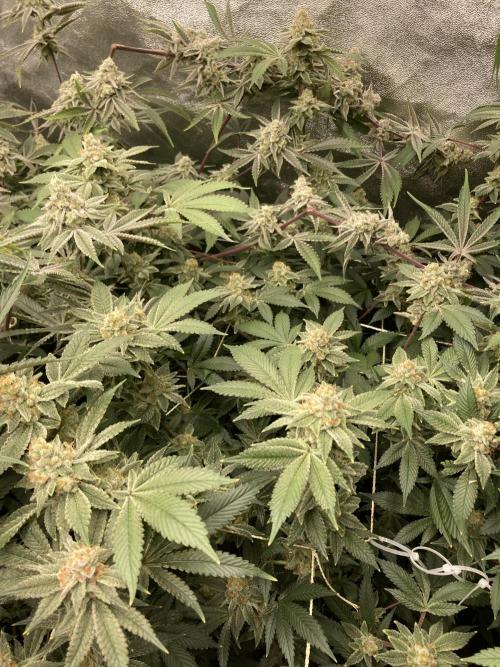 PLATINUMZ#2&3 Clones (In House Genetics). Week 8