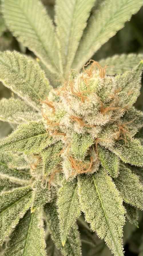 PLATINUMZ#2&3 Clones (In House Genetics). Week 8