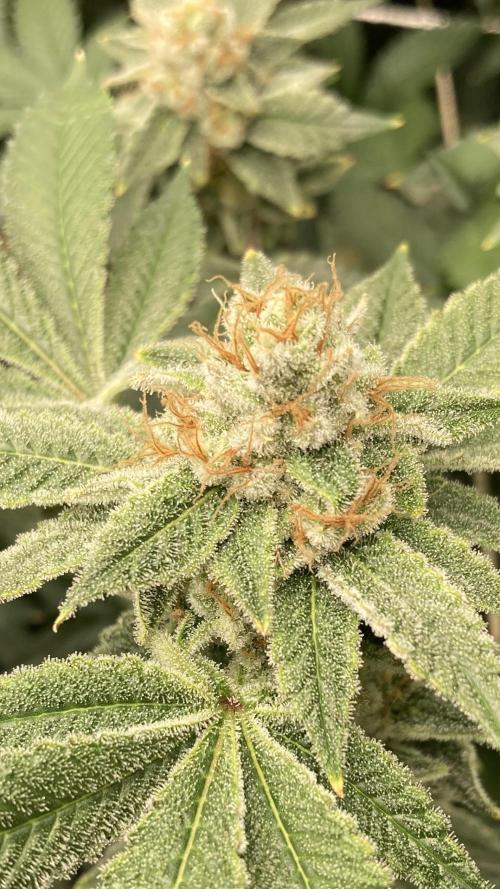 PLATINUMZ#2&3 Clones (In House Genetics). Week 8