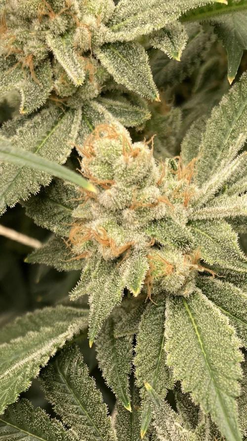 PLATINUMZ#2&3 Clones (In House Genetics). Week 8