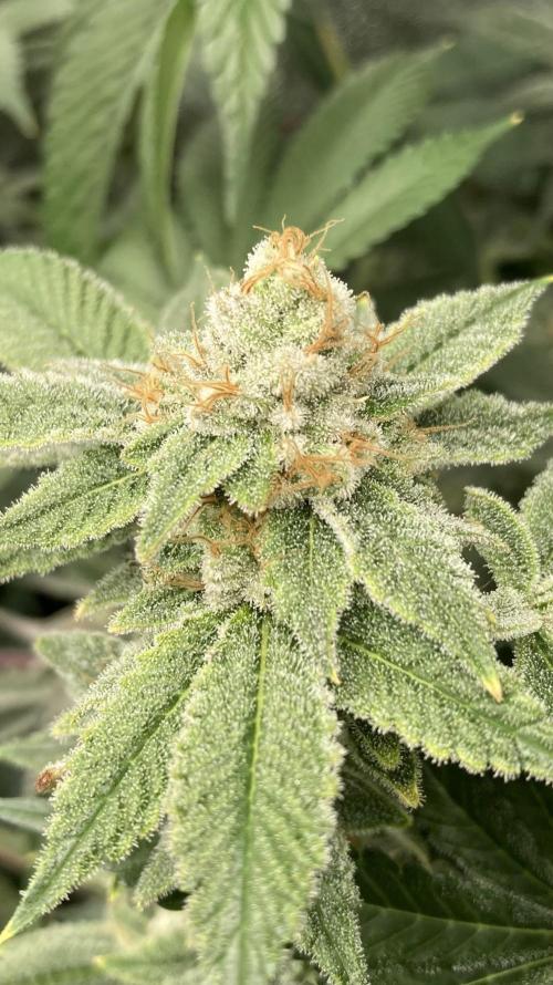 PLATINUMZ#2&3 Clones (In House Genetics). Week 8