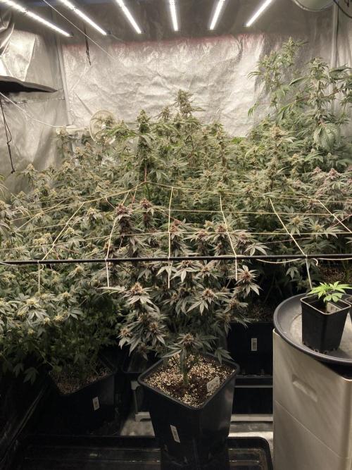 Platinumz. Week 8