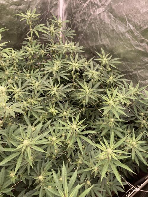 Zoy Sauce Clones (My Keeper Cut). Week 4