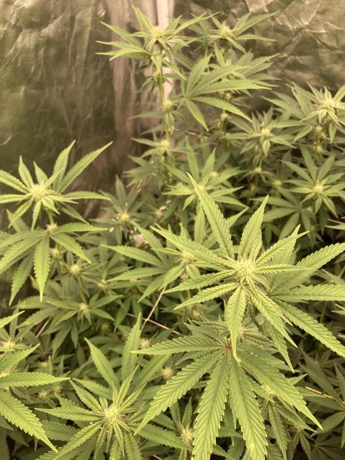 Zoy Sauce Clones (My Keeper Cut). Week 4