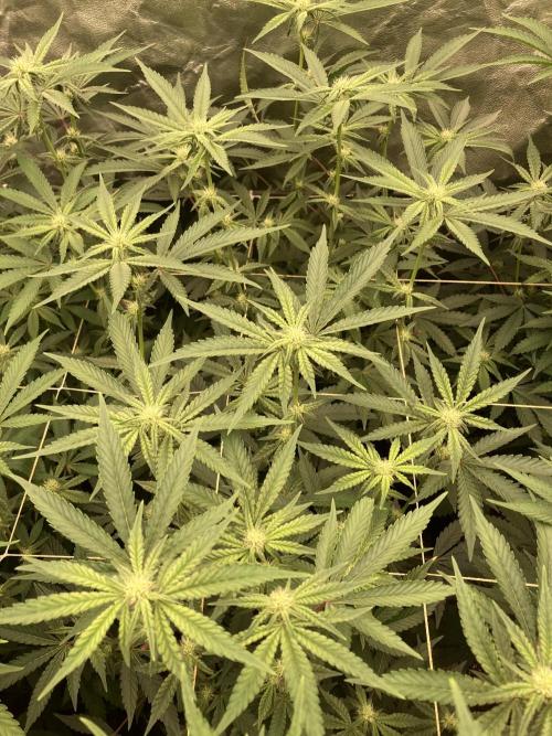 Zoy Sauce Clones (My Keeper Cut). Week 4