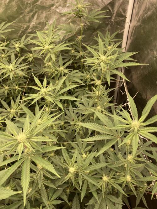 Zoy Sauce Clones (My Keeper Cut). Week 4