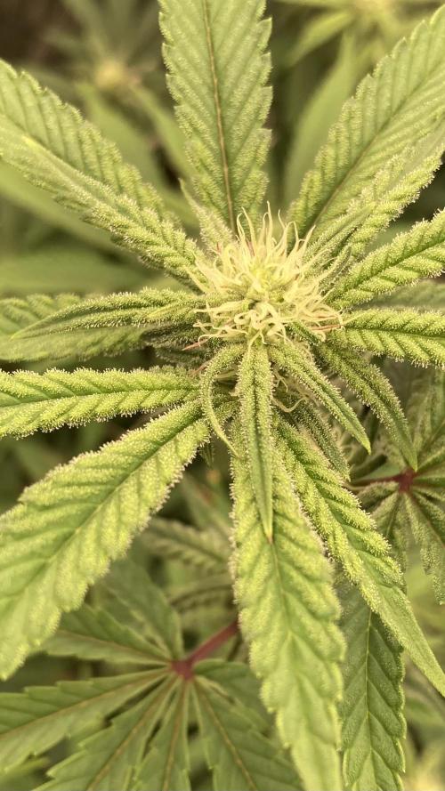 Zoy Sauce Clones (My Keeper Cut). Week 4