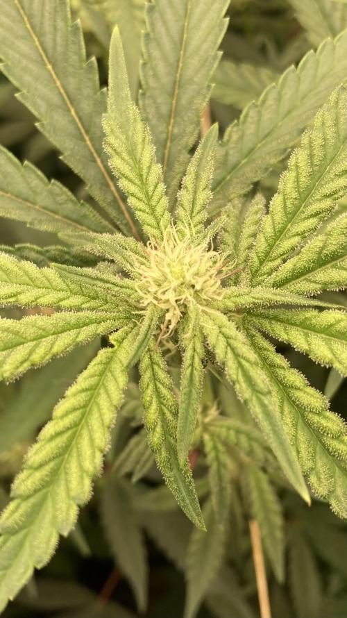 Zoy Sauce Clones (My Keeper Cut). Week 4