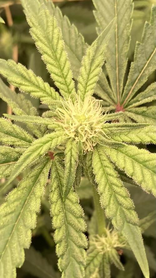 Zoy Sauce Clones (My Keeper Cut). Week 4