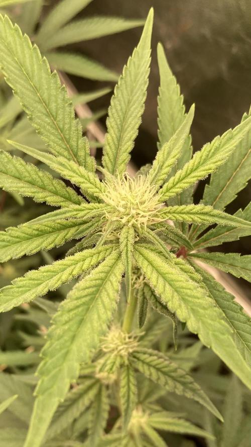 Zoy Sauce Clones (My Keeper Cut). Week 4