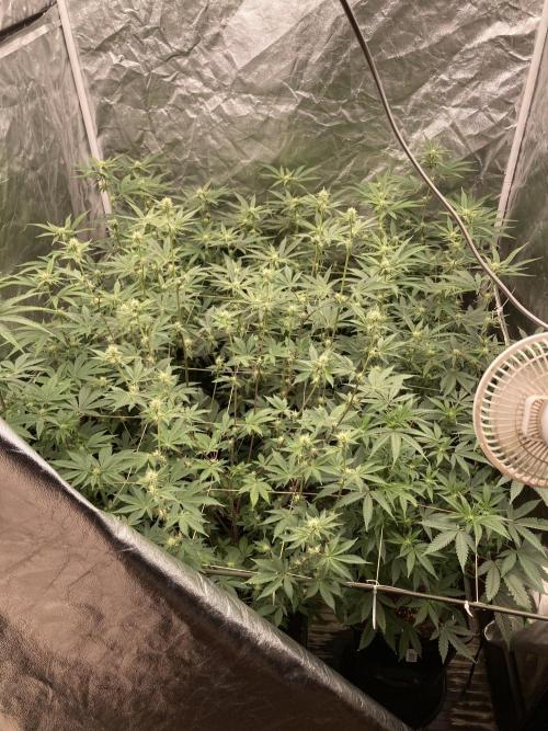 Zoy Sauce Clones (My Keeper Cut). Week 4