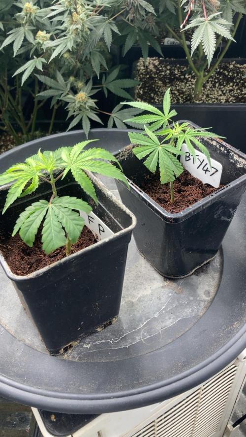 FrozayPie x MannaMountain (ttcultivator). Week 9