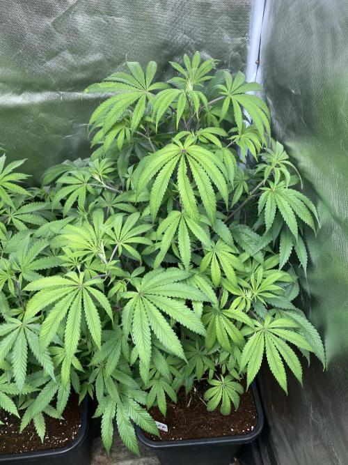 FrozayPie x MannaMountain (ttcultivator). Week 9