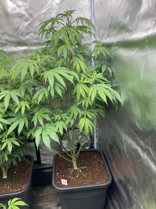 FrozayPie x MannaMountain (ttcultivator). Week 9