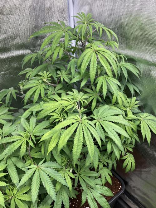 FrozayPie x MannaMountain (ttcultivator). Week 9