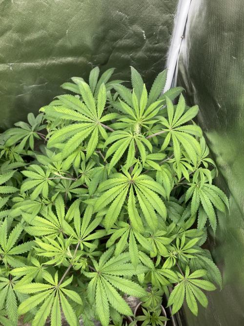 FrozayPie x MannaMountain (ttcultivator). Week 9