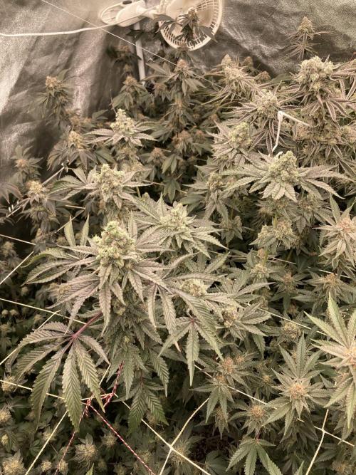 Gas Cream Runtz (LIT FARMS). Week 14