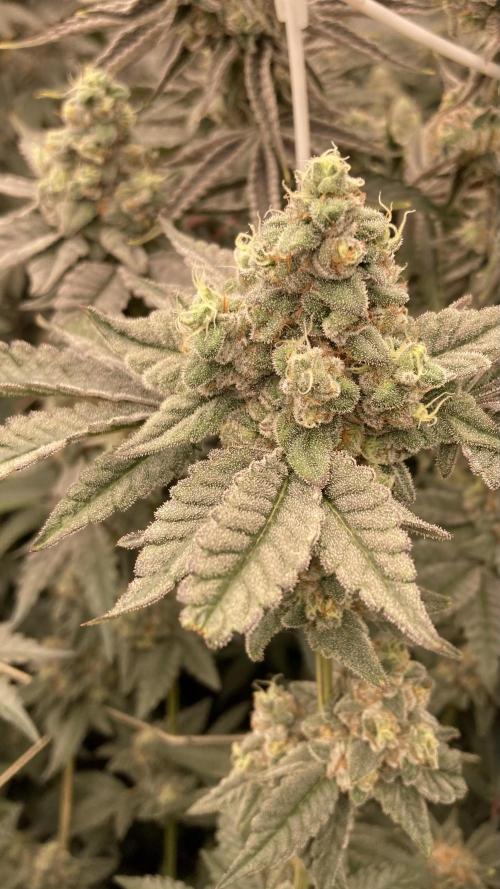 Gas Cream Runtz (LIT FARMS). Week 14
