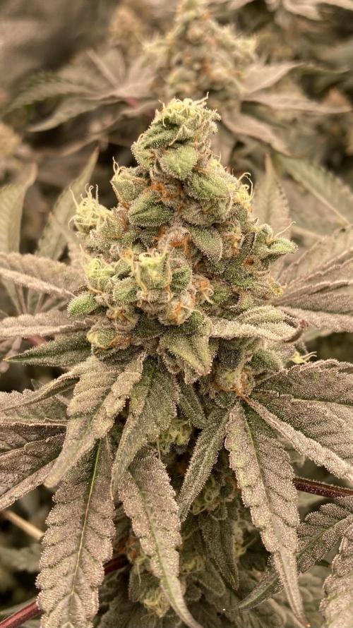 Gas Cream Runtz (LIT FARMS). Week 14