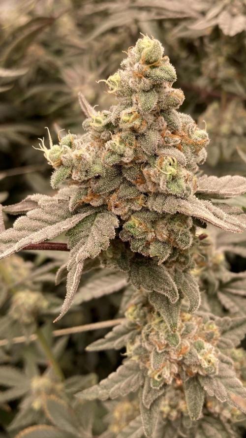 Gas Cream Runtz (LIT FARMS). Week 14