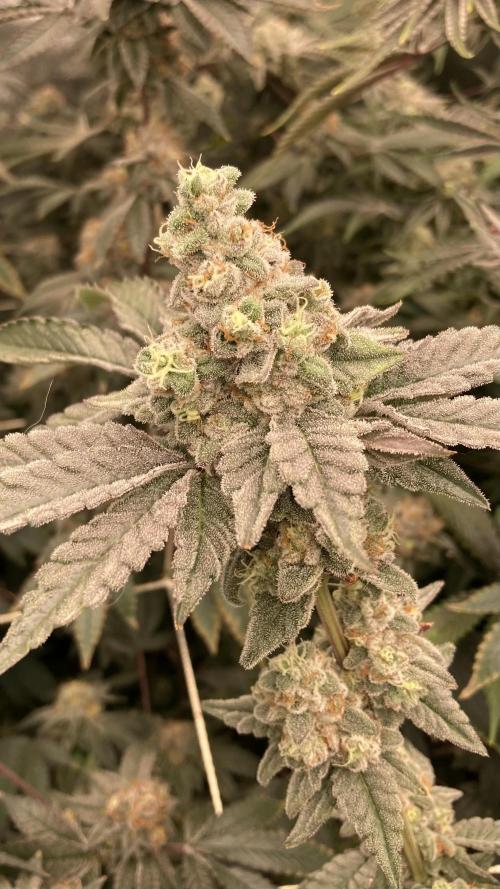 Gas Cream Runtz (LIT FARMS). Week 14