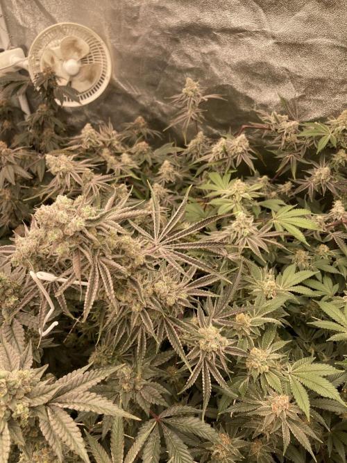 Platinum IX (In House Genetics). Week 14