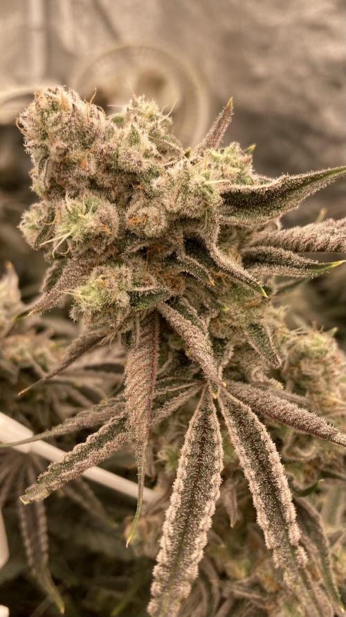 Platinum IX (In House Genetics). Week 14