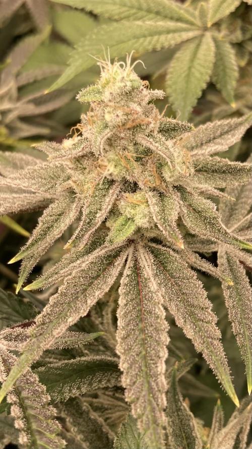 Platinum IX (In House Genetics). Week 14