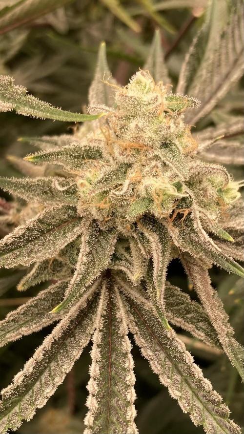 Platinum IX (In House Genetics). Week 14