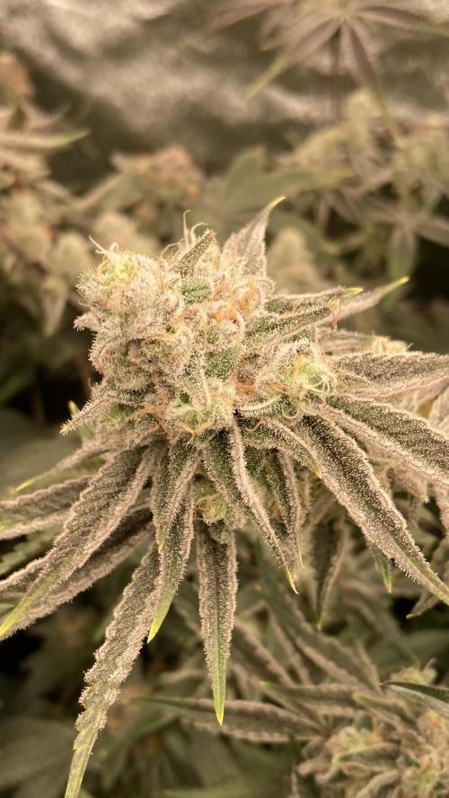 Platinum IX (In House Genetics). Week 14