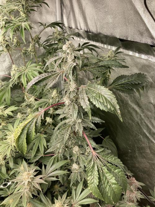 Chrome Dome (Compound Genetics). Week 14