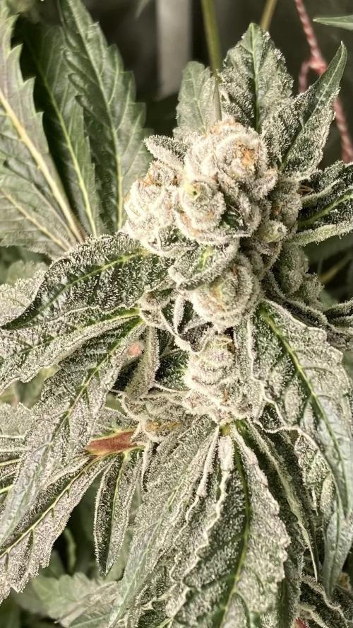 Chrome Dome (Compound Genetics). Week 14