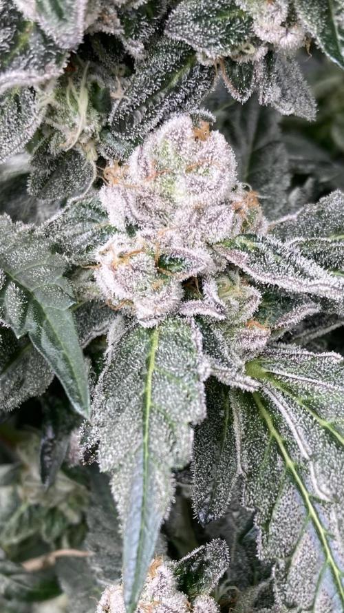 Chrome Dome (Compound Genetics). Week 14